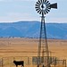 Windmill and Calf