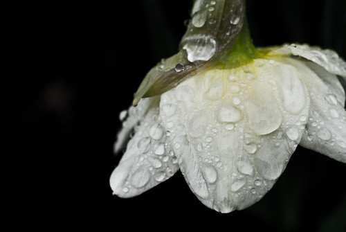 rain in the garden-1