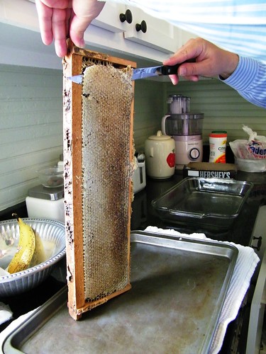Scrapping the seal of the honey
