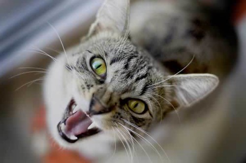 cat-kitten-cute-picture-photo-meow-closeup