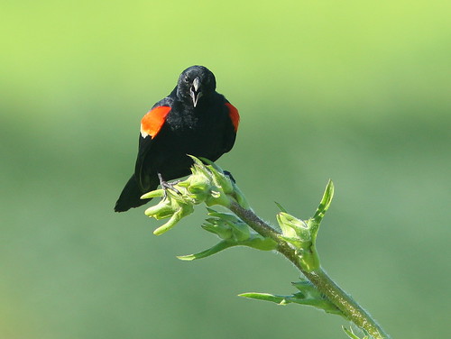Red-winged Blackbird 20090629