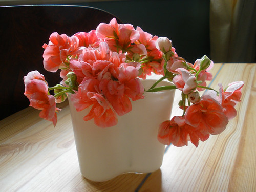 Pink geranium flowers in small Aalto vase