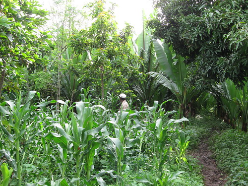 Kawa Kabele forest gardens