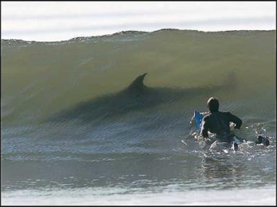 Requin dans la vague d'un surfeur