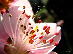 peach pollen explosion