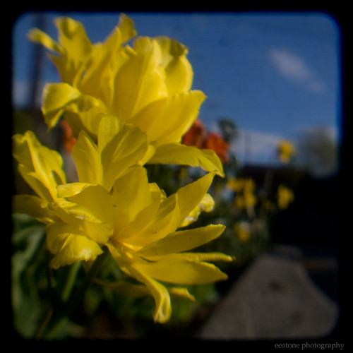 yellow flower blue sky 