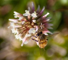 Bear Creek Park - Uknown Bee on Uknown Flower
