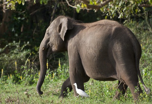 Wild elephant at Wasgamuwa