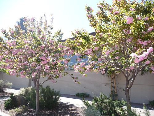 kwanzan cherry tree leaves. Hayward Library Plaza Tree