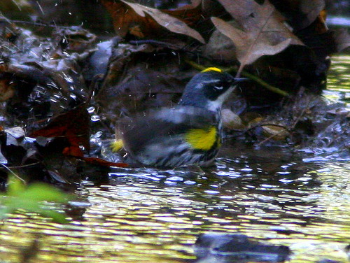 Yellow-rumped Warbler Bathing 20090502