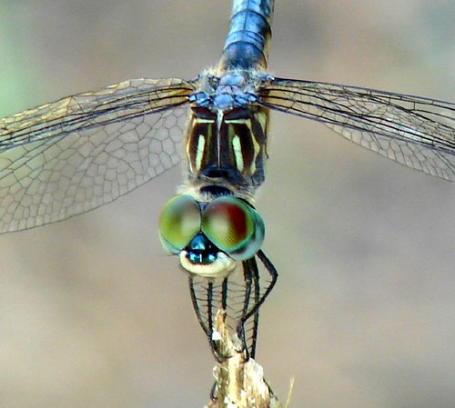 dragonflyeyes