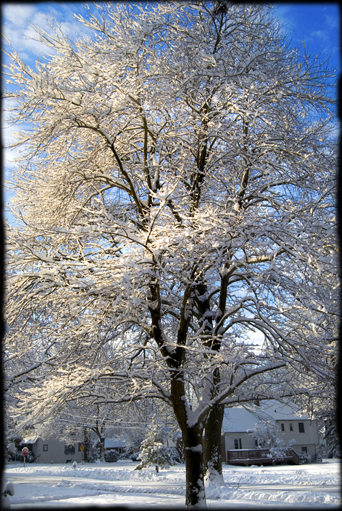 winter-tree-snow