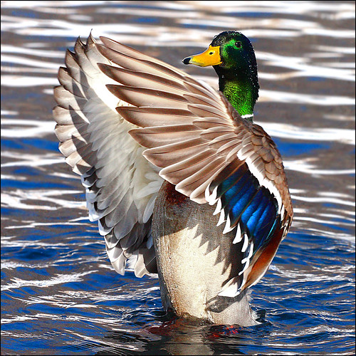 ~ Duck Dance ~ / Stuart Williams
