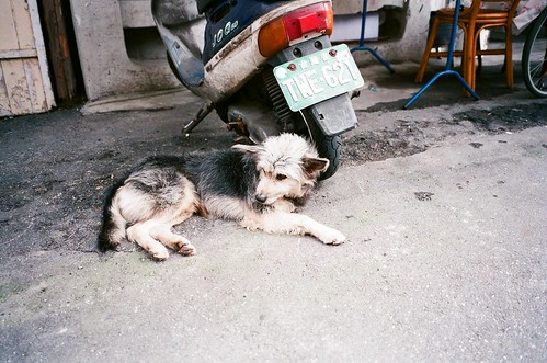 street dog
