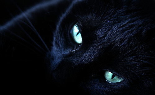 black cat eyes. My pretty green-eyed lack cat