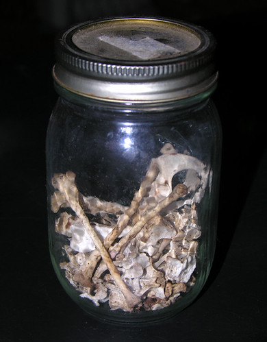 BONELUST - Found Opossum Bones in Jar