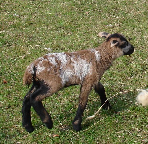 Surprise lamb - a cross with a Cameroon Ram