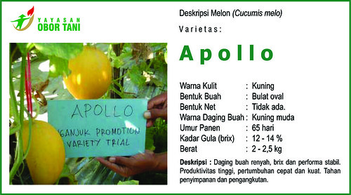 melon Apollo