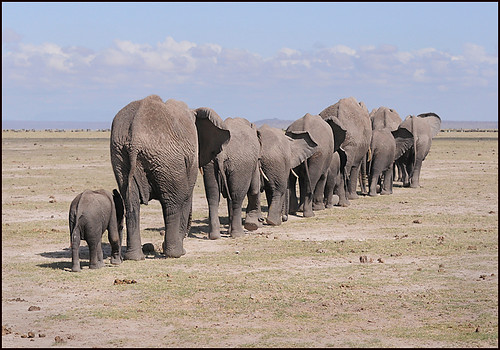 Amboseli Elephants.