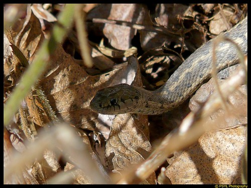 Northwestern Garter Snake (Thamnophis ordinoides)