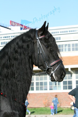 Keegan Profile Saturday Hoosier Horse Fair 2009