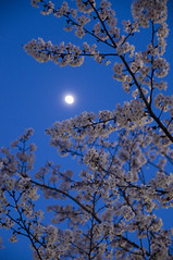 Cherry Blossom and the Moon
