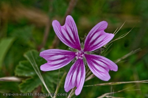 Purple Flower at Land of Troy by voyageAnatolia
