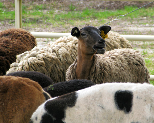 the iowa sheep and wool festival  dallas county fairgrounds  adel  iowa