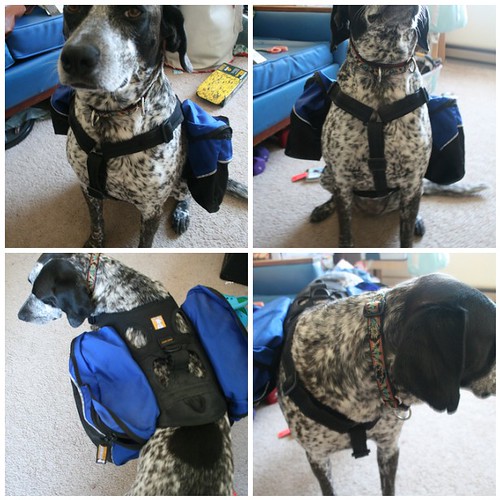 Ruffwear Dog Backpack/ Approach Pack