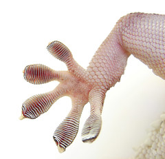 Secrets of the Gecko Foot Help Robot Climb