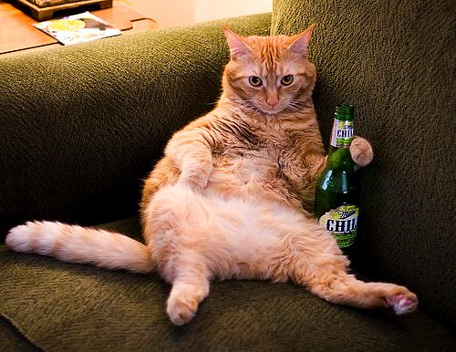 beer-cat