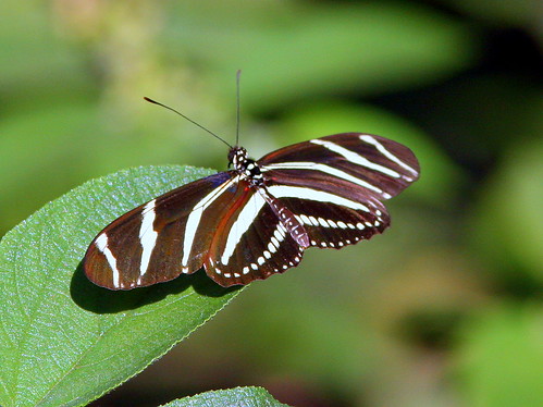 Zebra Heliconian 20090316