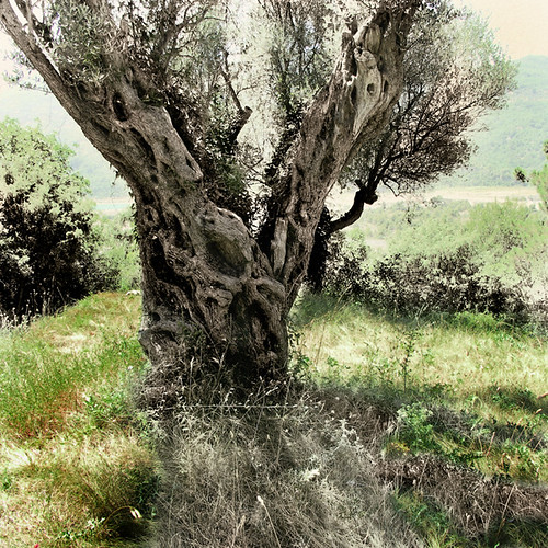 Le vieil olivier #2/ The old olive tree #2