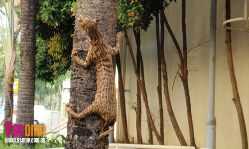 Civet cats on Tanglin Halt tree? Look again 