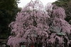 枝垂桜五分咲き
