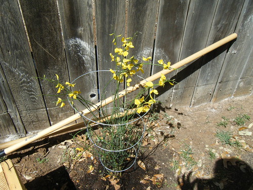 Spanish Broom (Spartium Junceum)