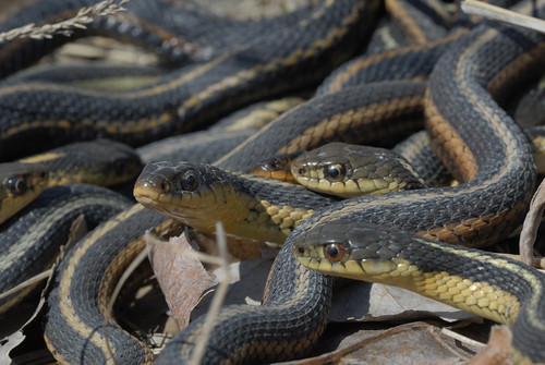 Eastern garter snake den | Flickr - Photo Sharing!