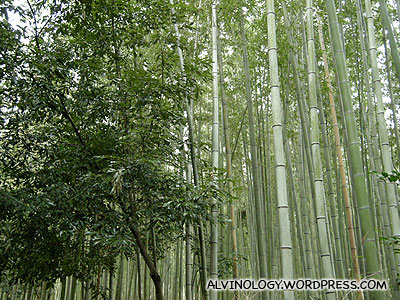Sagano bamboo forest