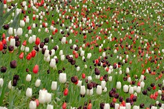 Tulips, Tulips, Tulips Everywhere, and No End in Sight
