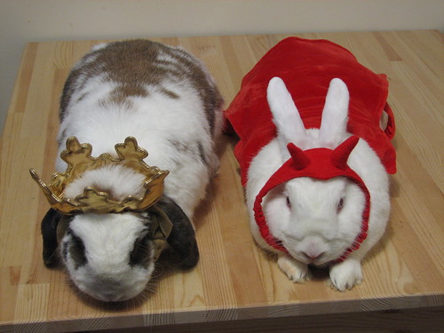 the buns in costume from above