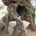the grandfather of olive trees