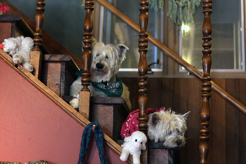 Guard Dogs at the Stitchin' Den