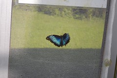 Toter Schmetterling