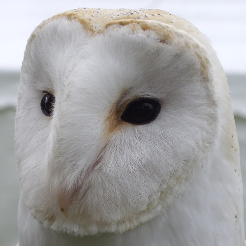 Owl, Mapledurham