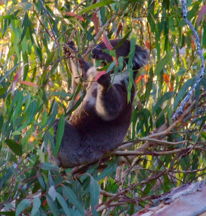 another koala eating leaves