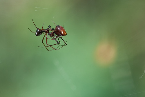 Arañas "partiéndose la cara" en el Jardín Canario