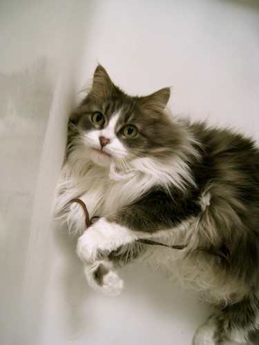 Cat In Bathtub. Cat in Bathtub middot; Cat Stare