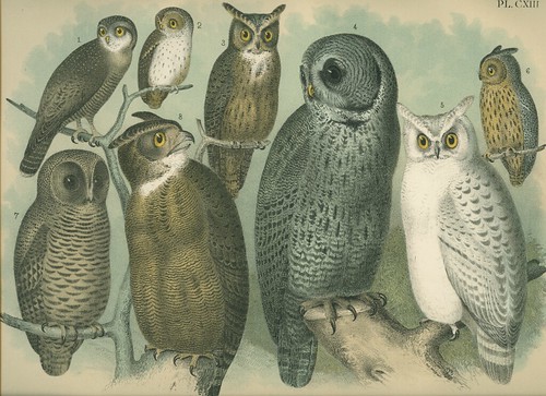 vintage owls