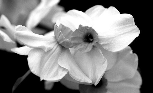 black and white photography flowers. Tags: Black and White,