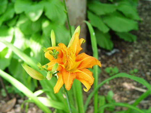 orange flower.
